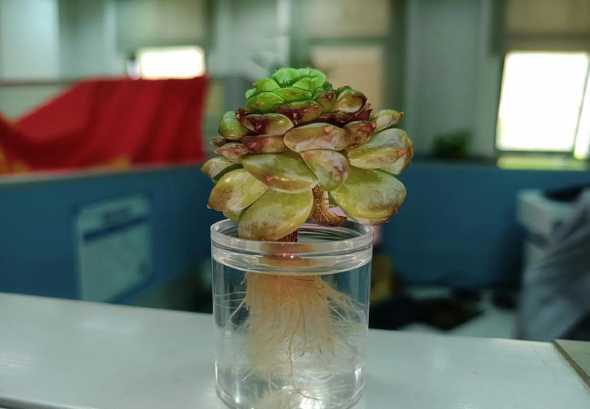 多肉怎么水培快速生根 多肉叶片的水培方法