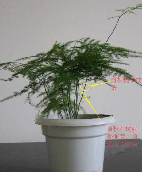怎么让文竹快速出新枝 文竹不长新枝怎么办