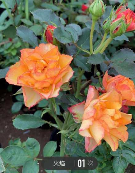 月季花秋季有什么特点 月季花的介绍以及特点,月季花的样子特点和外形、颜色