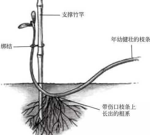 葡萄怎么压条繁殖技术 葡萄压条繁殖技术要点