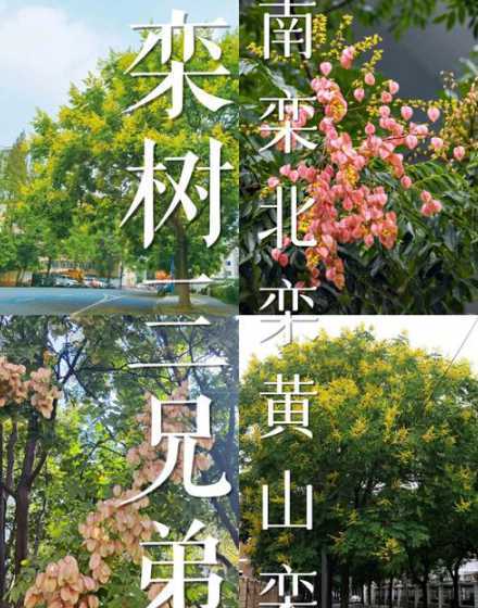 南栾和北栾哪个生长快 北栾和南栾哪个品种的苗木用量大