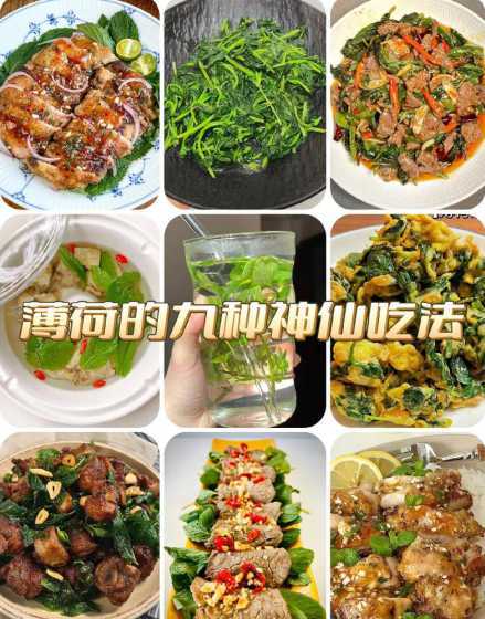 薄荷盆栽的薄荷怎么吃 薄荷盆栽怎么养能吃吗