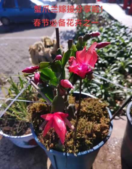 蟹爪兰为什么需要嫁接 蟹爪兰为什么要嫁接仙人掌 直接栽培就不能开花吗