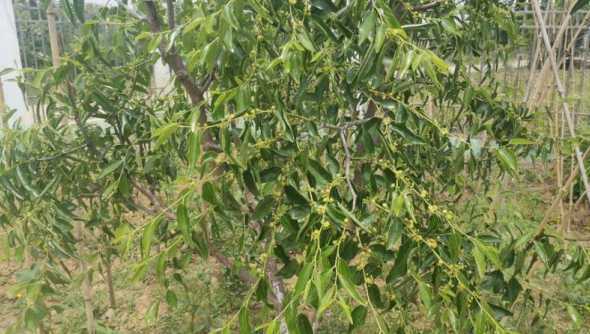 金枣为什么开花不结果 金枣几月开花结果,什么时候开花结果