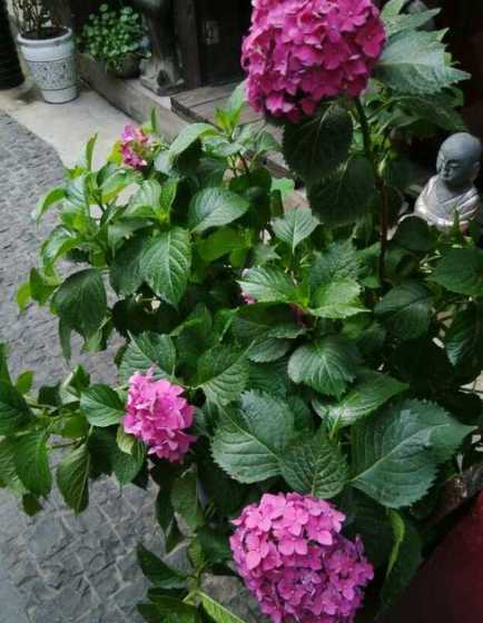 叶子像紫苏的是什么花 有一种紫色的叶子叫什么下植物