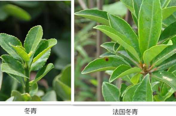 冬青树叶的厚度是什么 秋天冬青树叶具体描写。五十字