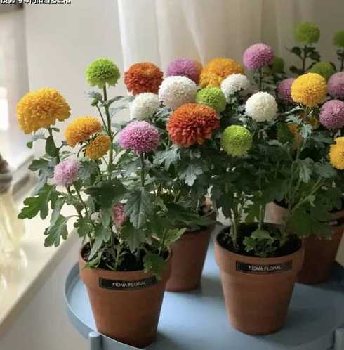 室内乒乓菊冬天怎么养 怎样在家里养好乒乓菊