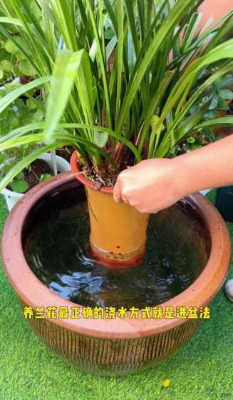 秋天室内兰花怎么浇水 兰花冬天怎么浇水