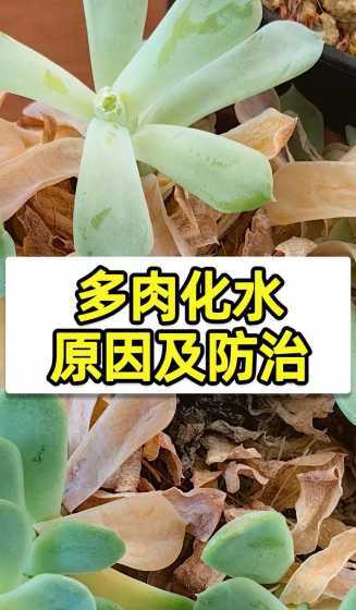 多肉为什么会烂叶化水 劳尔多肉叶片化水怎么办 是什么原因造成的