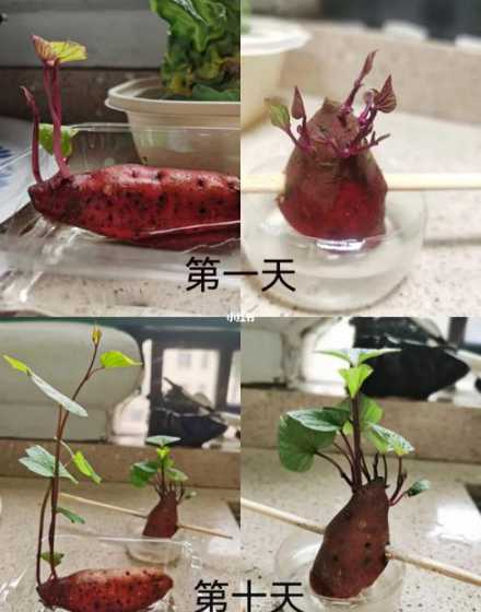 水培地瓜怎么不长叶子 水培地瓜叶子能吃吗