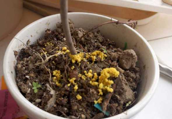 为什么我的花盆土发黄 花盆土表面发黄怎么办