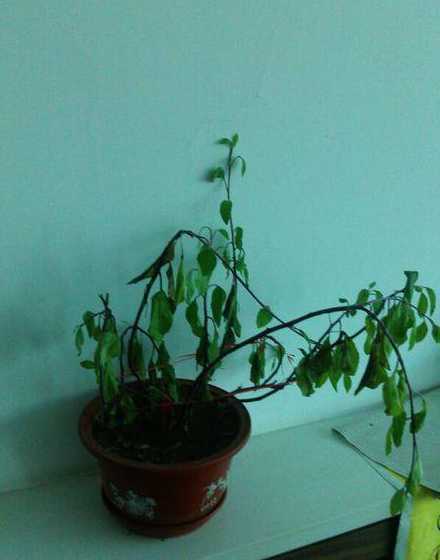 盆栽叶子尖发黄怎么办 香雪兰叶子尖发黄怎么办