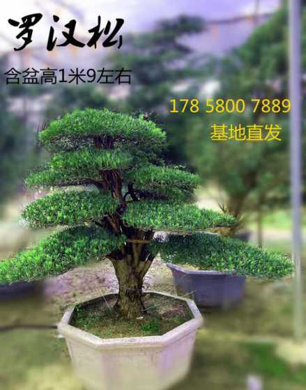 罗汉松树移植注意什么 罗汉松移植技术