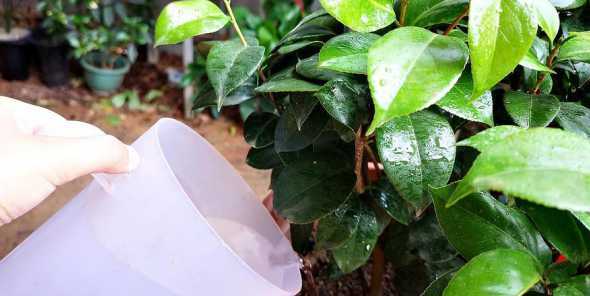 春天盆栽茶花怎么浇水 盆栽茶花的浇水的方法