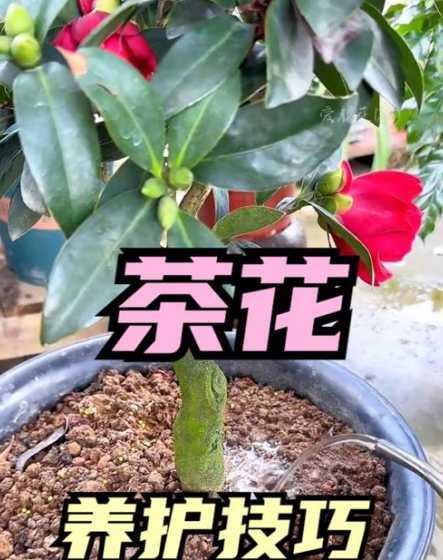 山茶花为什么不能浇水 茶花浇水多了怎么办