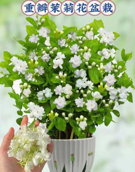 茉莉鲜花和什么花搭配 什么花适合送闺蜜