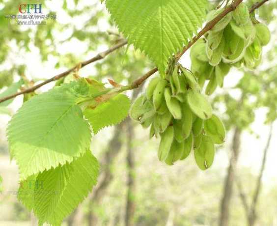 白榆和红榆有什么不同 白榆有哪些特征