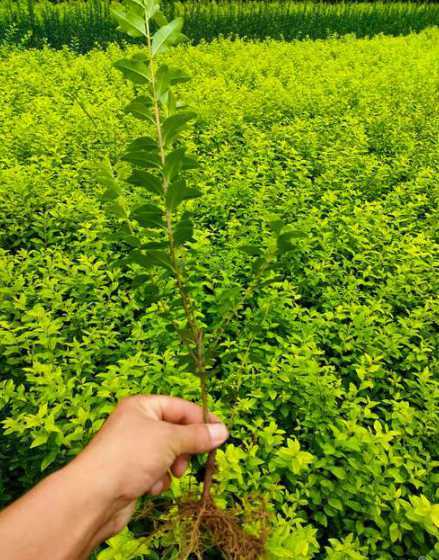 金叶女贞1平米多少株 种植红叶石楠一亩地需多少苗