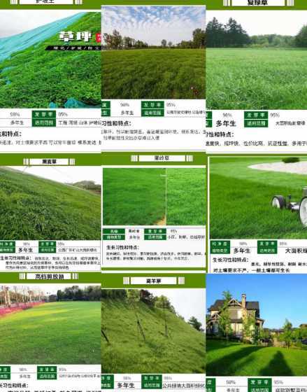 草坪如何保证四季常青 四季青草坪越长越密吗