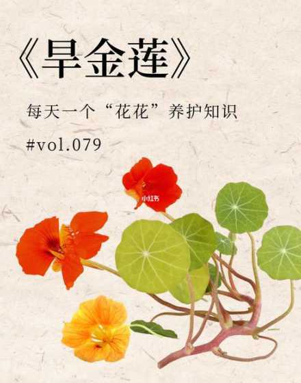 旱金莲什么时候养殖 旱金莲什么时候播种最合适
