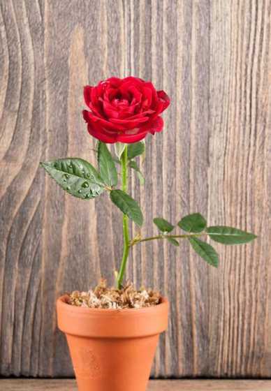 盆栽玫瑰花要怎么养活 新买的盆栽玫瑰花怎么养