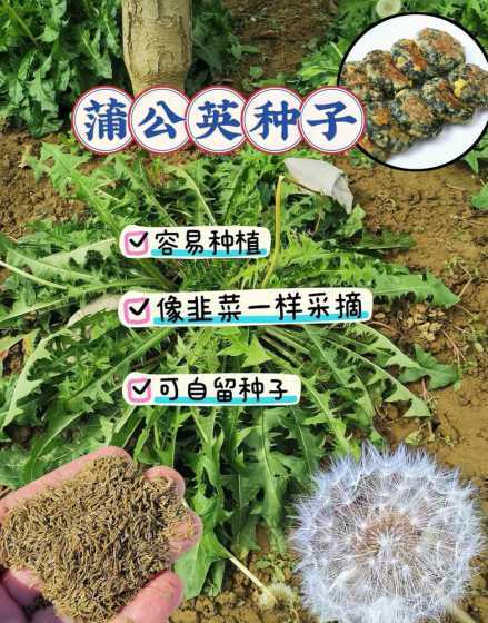 蒲公英婆婆丁怎么收集 婆婆丁是蒲公英吗,为什么婆婆丁叫蒲公英