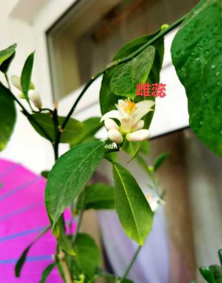 盆栽柠檬怎么分雌雄花 桂花的品种怎么分辨