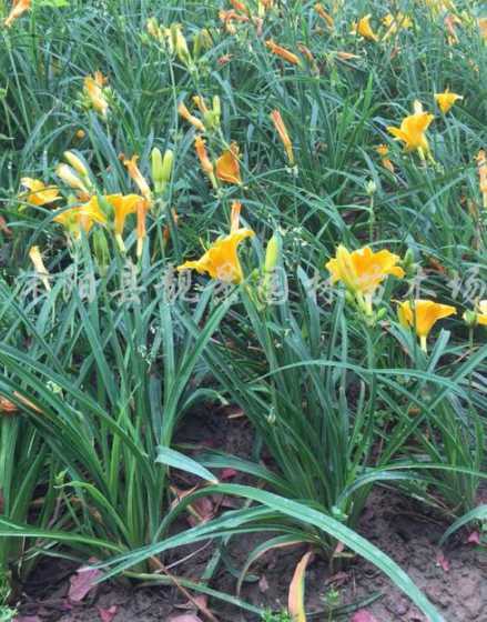 金娃娃萱草每株多少芽 金娃娃萱草的栽培技术