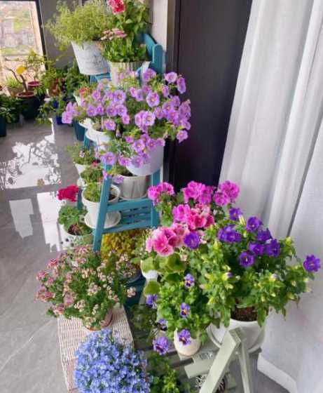 什么花冬天要搬回室内 哪些花草冬天需搬到室内 哪些花草冬天适宜养在室内