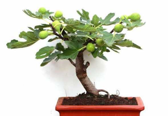 盆栽室内无花果怎么养 室内盆栽无花果冬季会落叶么 冬季要怎么养护