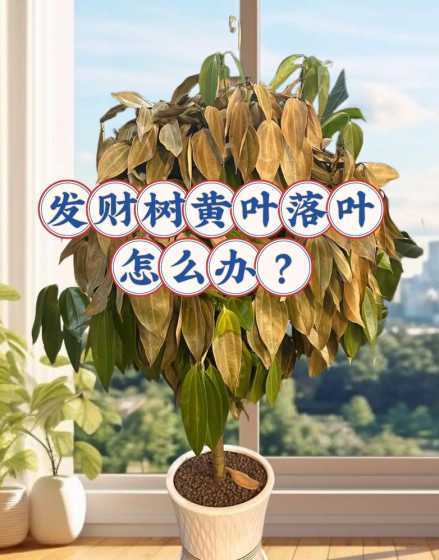 家里种什么树不用浇水 家有庭院,门前种什么树好好多人喜欢养四种,看都是啥