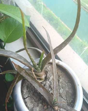 为什么芦荟的叶子蔫了 芦荟的叶子干瘪下垂是什么原因