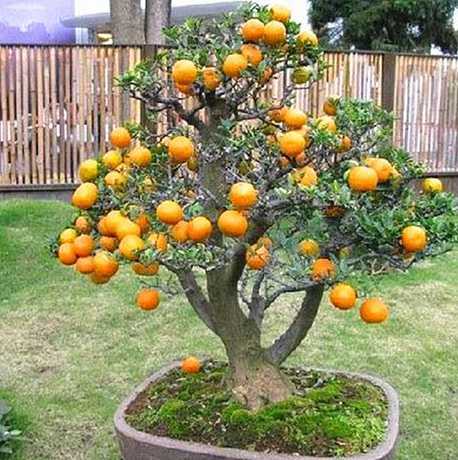 盆栽橘子树为什么不长 盆栽橘子去年结了很多,今年怎么不开花不结果