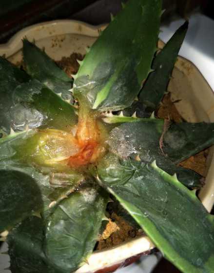 芦荟为什么会出现烂叶 芦荟烂叶子原因及处理方法