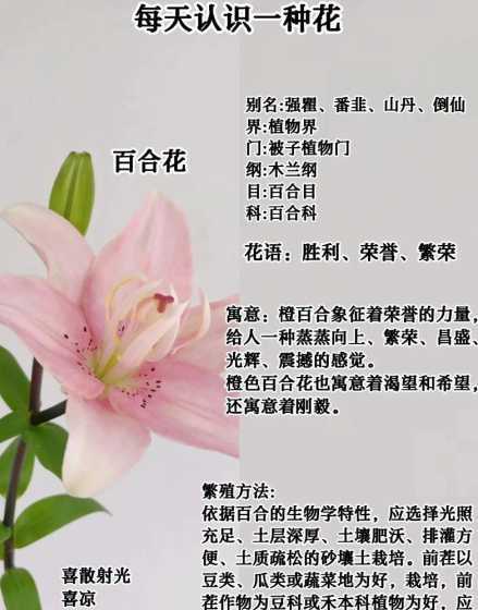 百合花为什么有大有小 有关绿洲的小故事作文