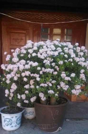 玉树花琼的意思是什么 琪花玉树是什么意思