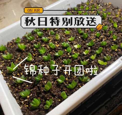 玉露的种子该怎么样种 玉露怎么繁殖,6步教你把玉露从种子养成小苗