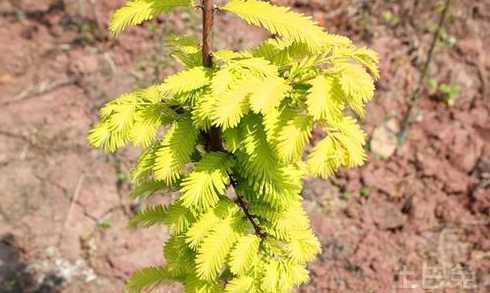 金叶水杉如何种植技术 适宜水杉种植的栽培技术技巧