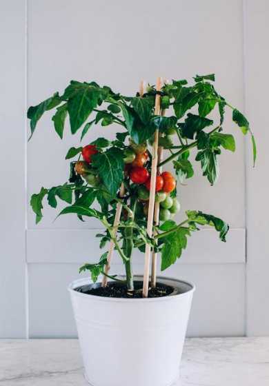 盆栽小西红柿花怎么养 盆栽番茄如何养