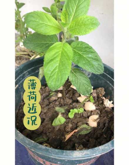 薄荷是什么时候生长的 薄荷生长在怎样的环境中