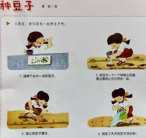 豆子怎么种上下怎么放 豆子怎么种植方法