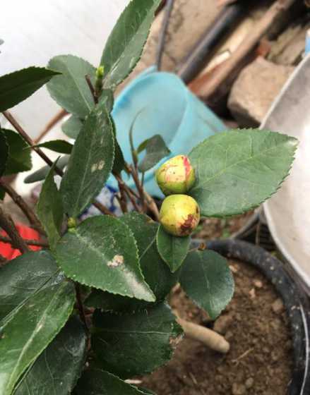 茶花开花为什么开不了 茶花为什么光长叶不开花
