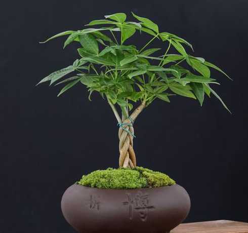 盆栽平安树冬天怎么养 平安树的养殖方法和注意事项盆栽冬季