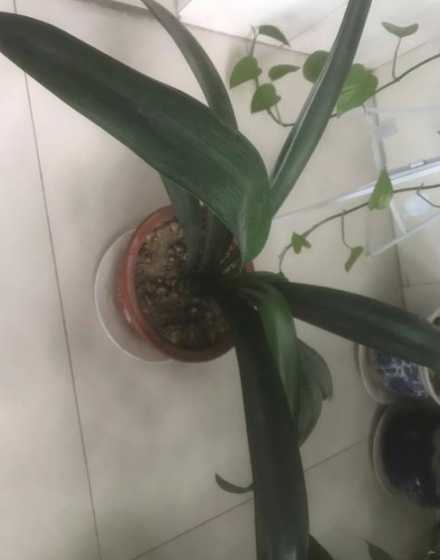 君子兰为什么不好好长 为什么君子兰开花不长出杆