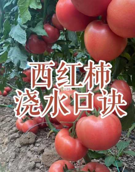 冬天西红柿树怎么浇水 柿子树如何合理浇水