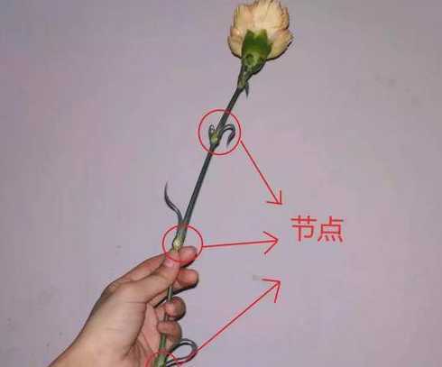 康乃馨叶子怎么剪出来 康乃馨怎么摘心图解 幼苗期需要进行两次摘心