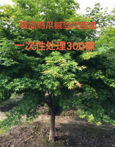 树苗鸡爪槭多少钱一棵 树苗什么样的最好