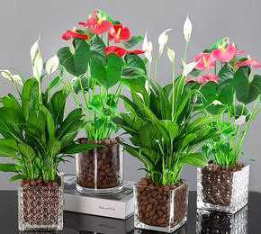 室内种植什么盆栽花好 室内花用什么花盆种植好