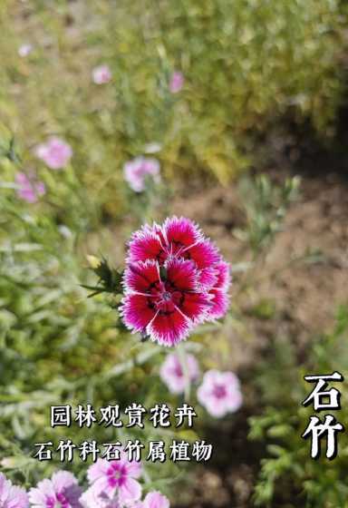 石竹的叶子有什么特点 石竹花叶子干枯怎么回事