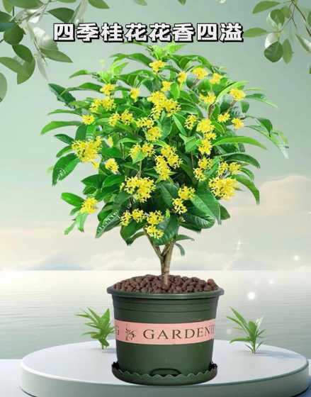 家里养桂花有什么讲究 桂花养在家里风水好吗家里为什么不能种桂花